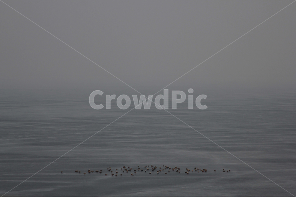 겨울,자연,새,강,안개,동물,animal,조류,새,birds