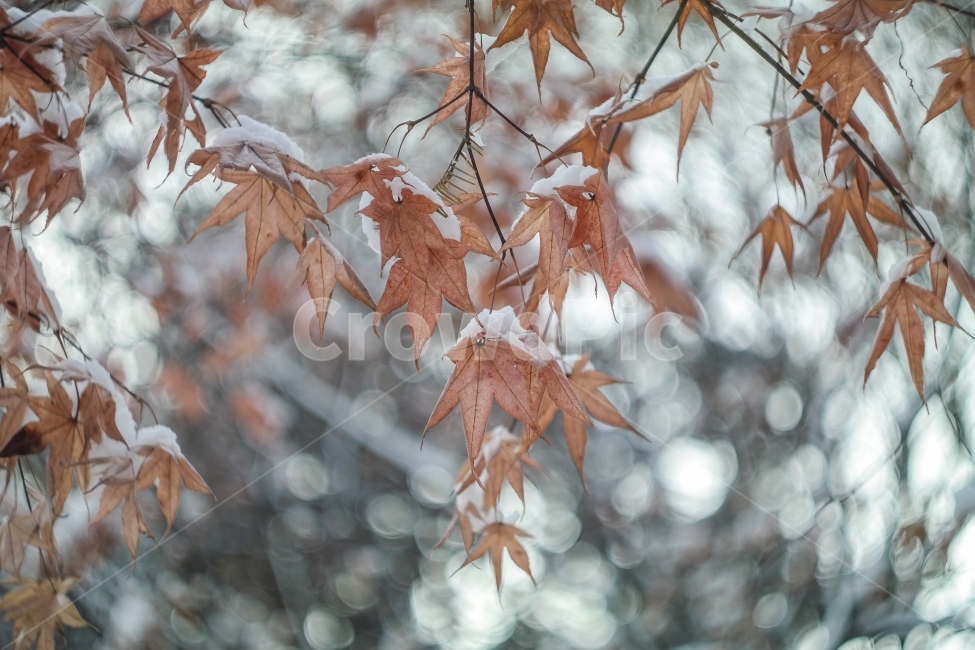 겨울,눈,눈오는날,풍경,자연,캐논80d,겨울,계절,winter,season,식물,자연,plants,nature