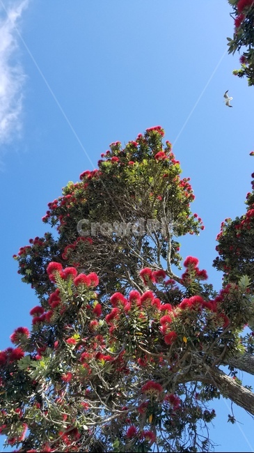 타우랑가,뉴질랜드,포후투카와,뉴질랜드크리스마스나무,pohutukawa,빨간꽃,tauranga,newzealand,자연,식물,plant,tree,나무,christmastree,크리스마스트리