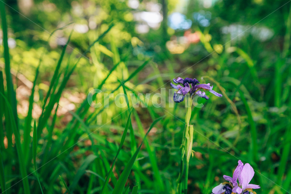 붓꽃,꽃,초록,풀,풀잎,보라,자연,싱그러움,햇살,식물,자연,plants,nature,꽃,flower