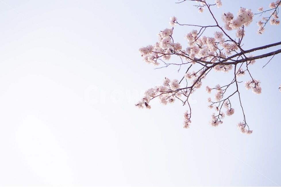 봄,꽃,꽃놀이,매화,flower,봄,계절,spring,season,식물,자연,plants,nature,꽃,flower,감성,sensible,feeling,plant,blossom