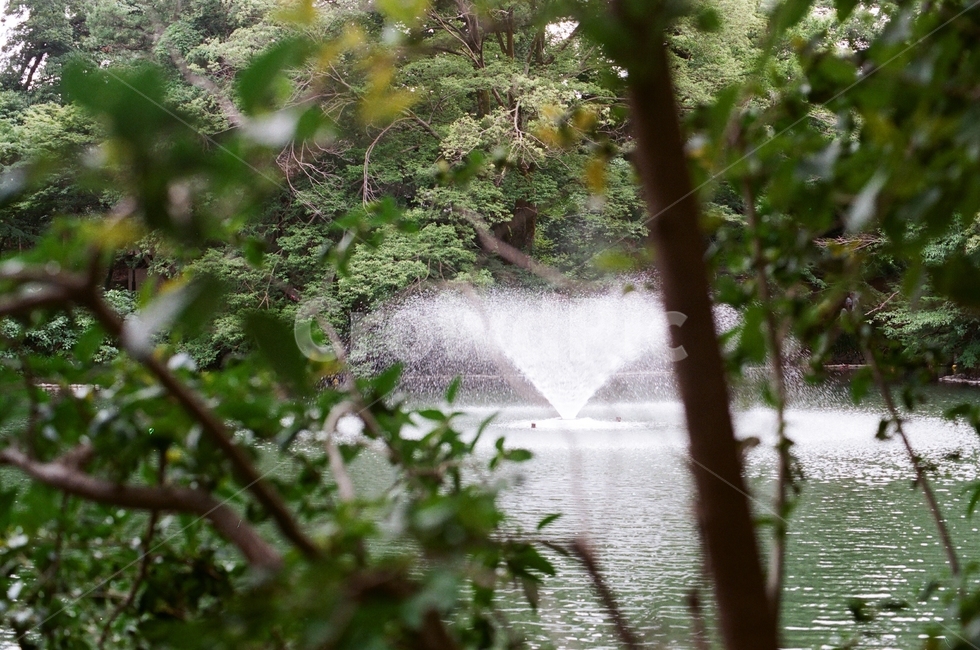 water,물,nature,자연,네추럴,나무,tree,분수대,분수,물줄기,green,초록,초록색,초록빛,자연,풍경,nature,landscape