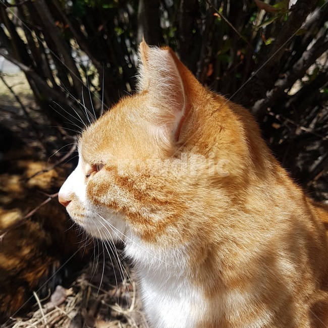 고양이,cat,봄,햇빛,꽃,동물,animal,포유류,mammal,고양이,cat,kitten,kitty
