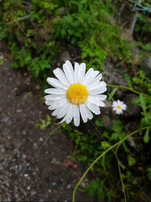 꽃,들꽃,봄,산책,식물