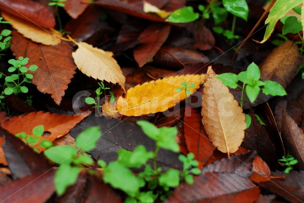 가을,낙엽,가을낙엽,가을비,우수수,비,기을풍경,가을,계절,fall,autumn,season,plant,식물,leaf,잎,veins,정맥
