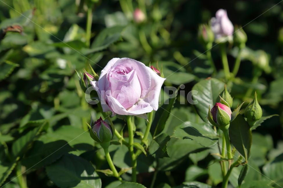 장미,장미꽃,5월,6월,flower,rose,보라장미,보라색,식물