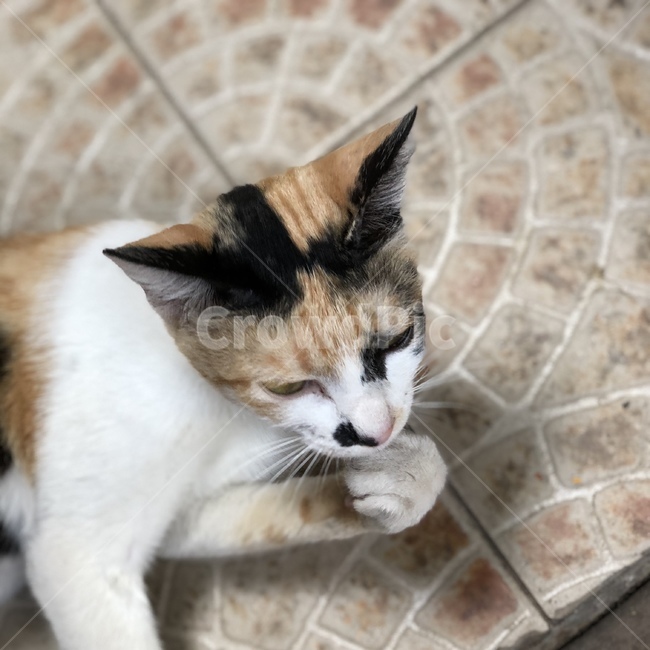 고양이,동물,길고양이,길냥이,집사,동물,animal,포유류,mammal,고양이,cat,kitten,kitty