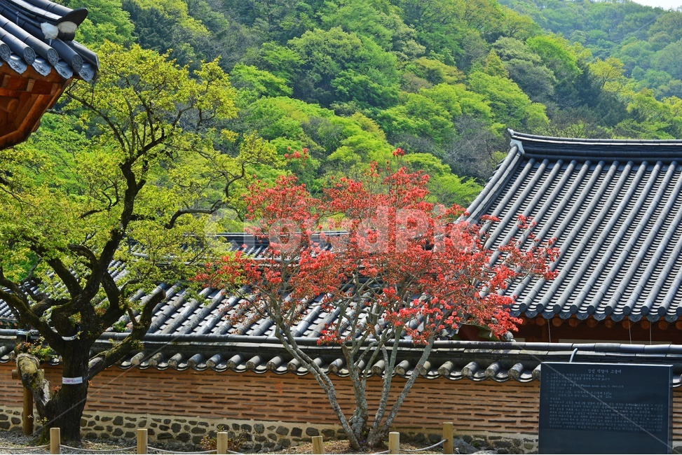 roof,지붕,장성,백양사,백양사봄,연두색,plant,식물,tree,나무,nature,자연,outdoors,옥외,철쭉,철쭉꽃