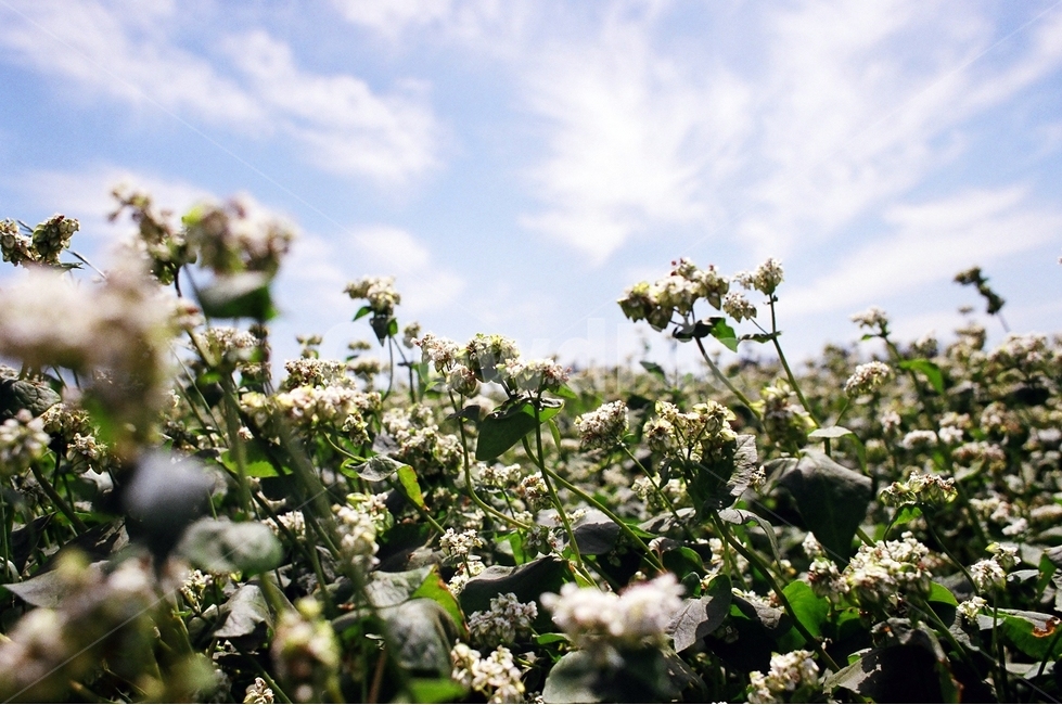 메밀,메밀꽃,꽃,하늘,여름,식물,자연,plants,nature,꽃,flower