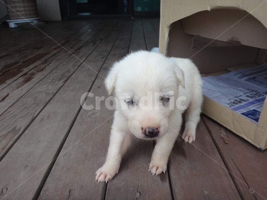 강아지,흰둥이,백구,새끼강아지,팬션,동물,animal,포유류,mammal,개,강아지,dog,doggy