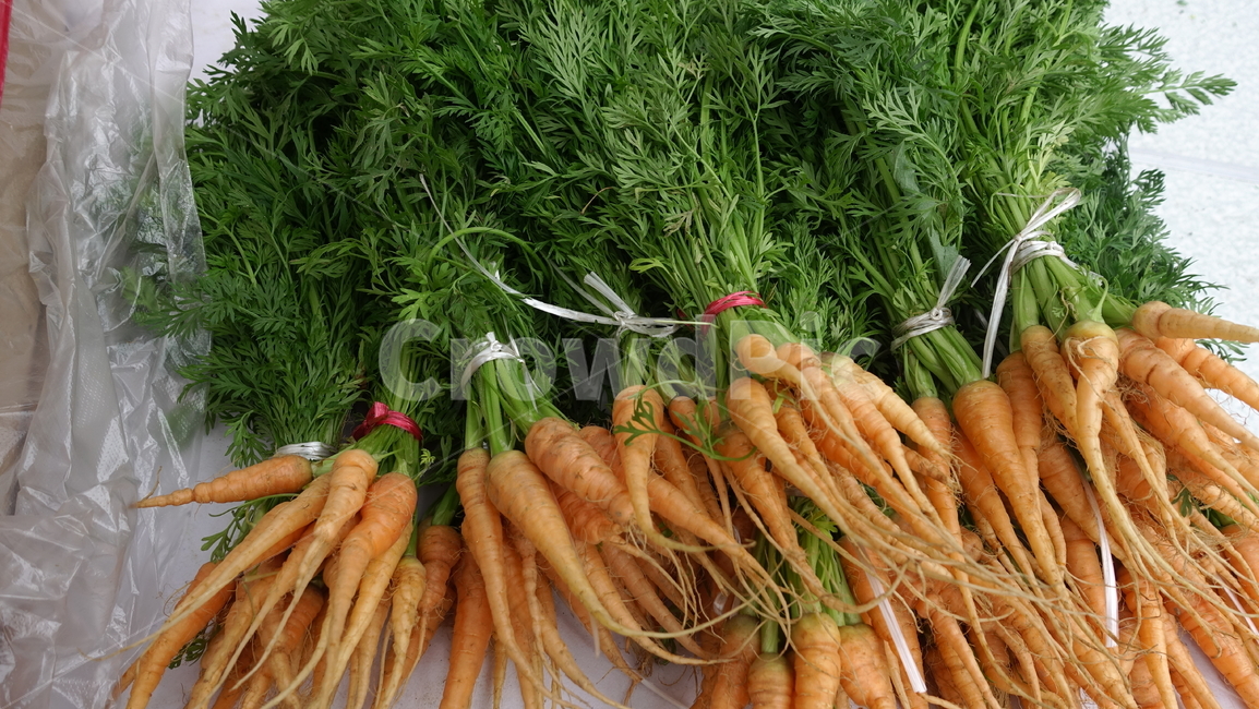 plant,당근,식물,food,vegetable,음식,야채,carrot,묶음,orange,베이비캐럿