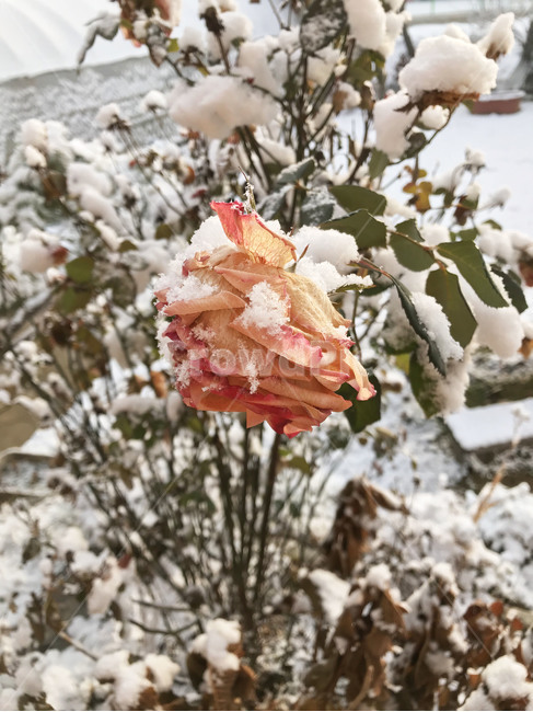 nature,자연,outdoors,옥외,ice,snow,눈,장미,rose