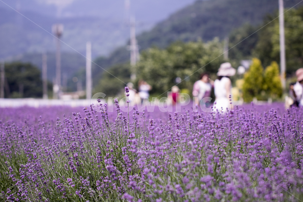 라벤더,꽃,식물,잎,보라색,배경,백그라운드,줄기,바이올렛,라벤다,식물,자연,plants,nature,꽃,flower