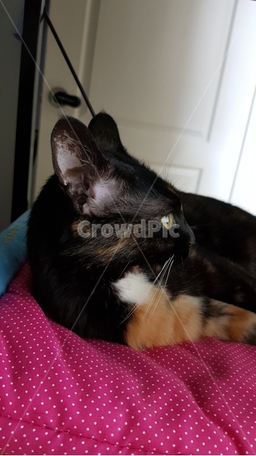 코숏,고양이,코리안숏헤어,마징가귀,카오스고양이,cat
