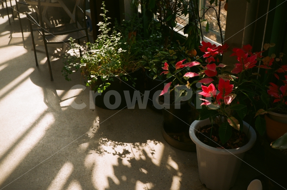 봄,필름사진,꽃,화분,그림자,햇살,감성사진,식물,자연,plants,nature,꽃,flower