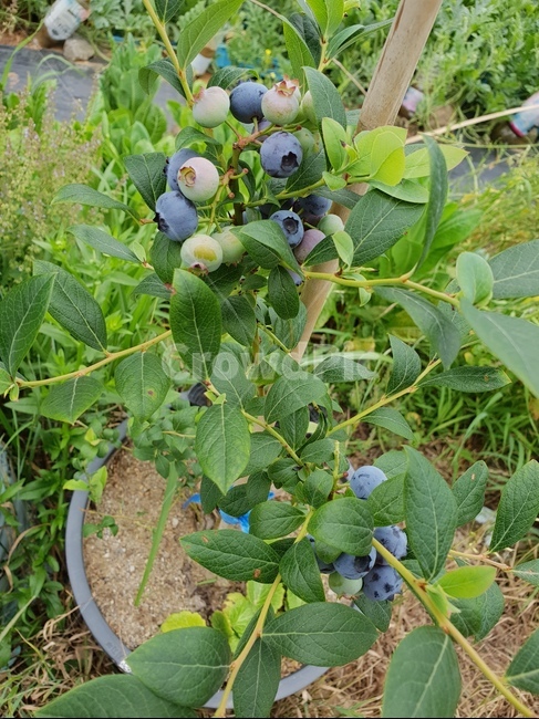 블루베리,blueberry,식물,plant,food,fruit,과일,과일,열매,fruit