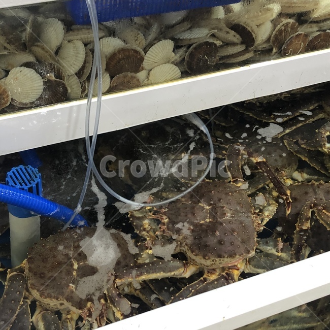 대게,킹크랩,crab,해산물시장,수산시장,어항,수산물,해산물,fishery products,seafood