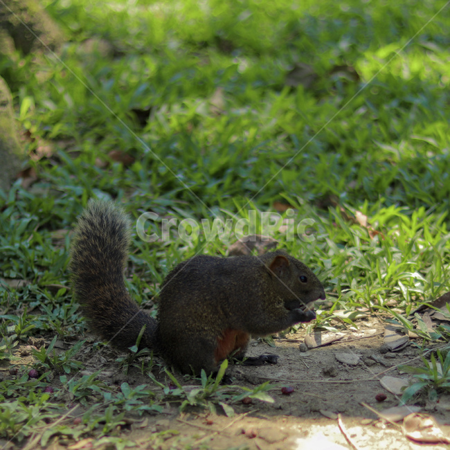 청설모,동물,animal,squirrel,야생동물,동물,animal,포유류,mammal
