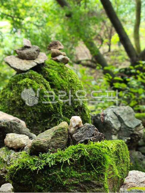 식물, plant, moss, 이끼, 바위이끼, 사진,이미지,일러스트,캘리그라피 - rara40작가