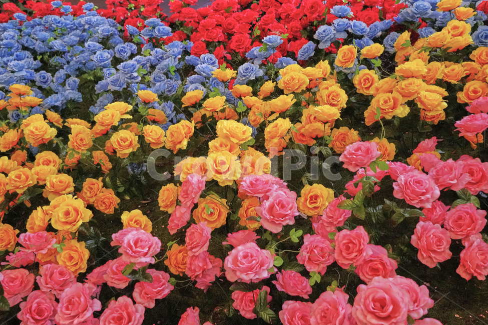 인공,꽃,야외,산책,공원,식물,자연,plants,nature,꽃,flower