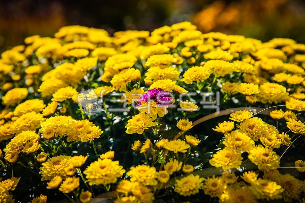 chimera,Chrysanthemum,flowerarrangement,bouquet,Halfcolored petals,flowerbouquet,flower