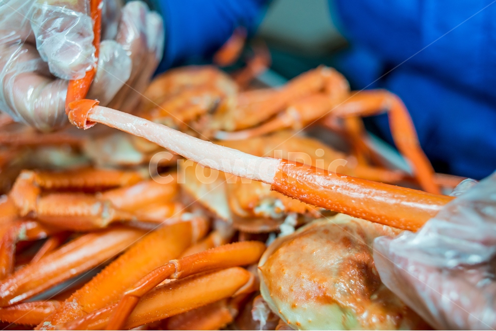 홍게,게,꽃게,랍스터,식품,해물,해산물,홍게찜,크랩,crab,braisedredcrab,redsnowcrab,음식,식재료,요리,food,cook,meal,dishes,food reserves,수산물,해산물,fishery products,seafood