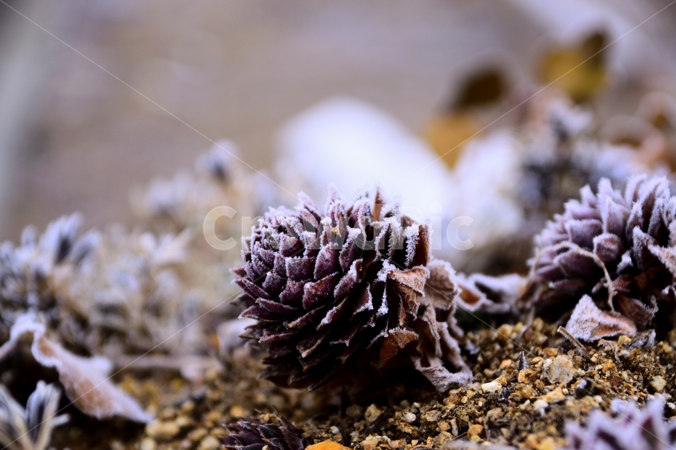 겨울,식물,눈,서리,차가움,추위,겨울,계절,winter,season,식물,자연,plants,nature