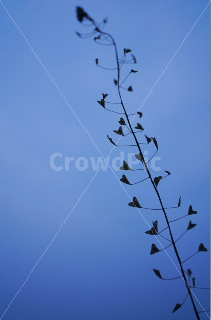 Sky Blue,sky,skyblue,wallpaper,dreamy,flower,heart plant,dreamlike,plant,heartplant,gloomy,flower sunset,Wallpapers,Sky blue