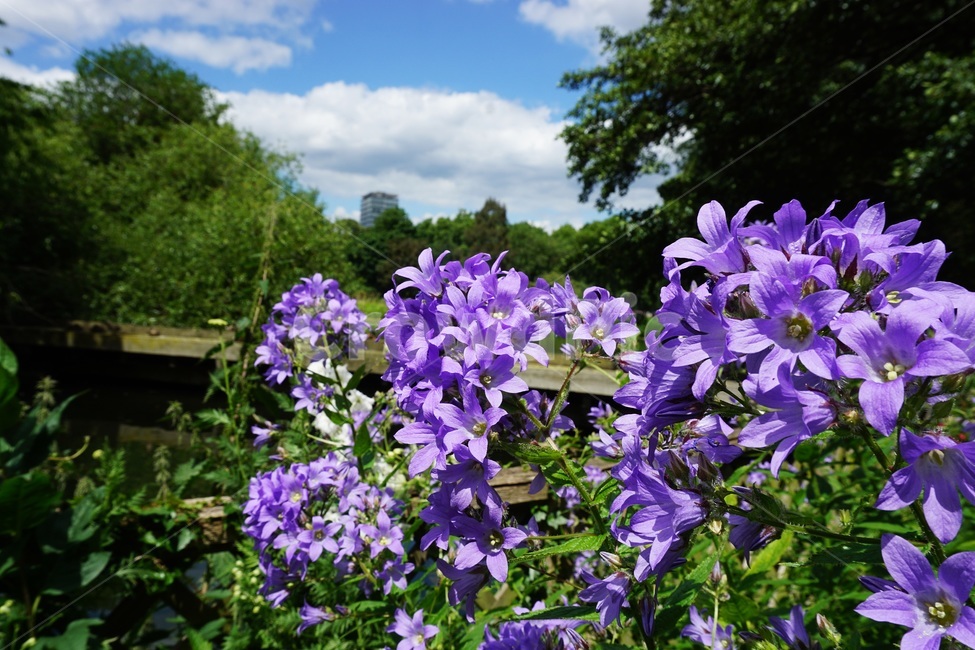 plant,식물,flower,blossom,꽃,파란꽃,보라꽃