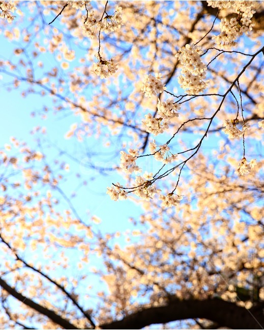 벚꽃,벚나무,꽃,봄,봄꽃,봄,계절,spring,season,식물,자연,plants,nature,꽃,flower,plant