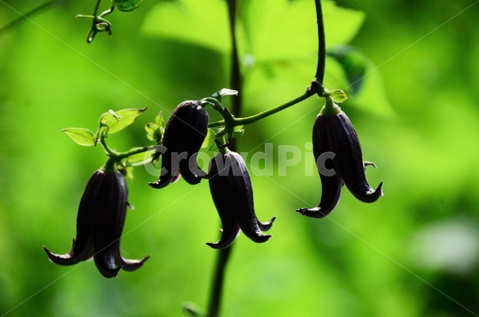 검은종덩굴꽃,자연,인기야생화,덩굴식물,검은빛,종모양,고상함,식물,자연,plants,nature,꽃,flower