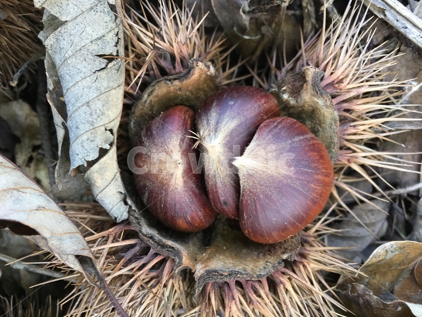 plant,식물,food,음식,밤,밤송이,가을,계절,fall,autumn,season,과일,열매,fruit,vegetable,야채