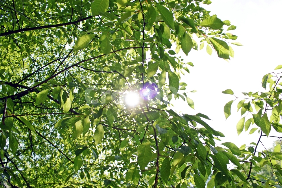 녹색,녹음,하늘,빛,나무,식물,자연,green,태양,하늘보기,자연,풍경,nature,landscape,휴식,힐링,rest,relaxation,healing