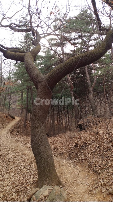 곡선,굴참나무,승무,참나무,춤,나무,자연,식물,한국무용,숲,식물,자연,plants,nature,나무,trees,wood