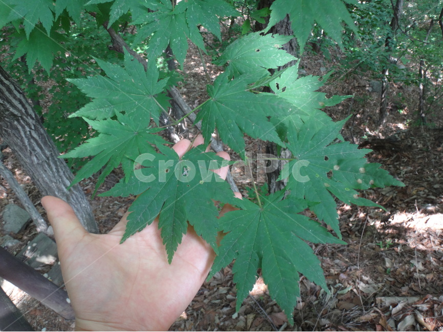산속,나뭇잎,단풍나무,자연,초록,식물,자연,plants,nature,사람,인물,인간,human,person,신체일부,몸,body