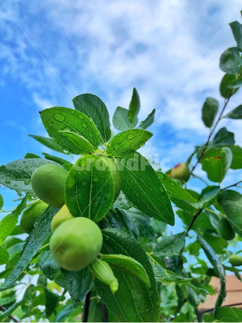 매실,초록,하늘,이슬,plant,식물