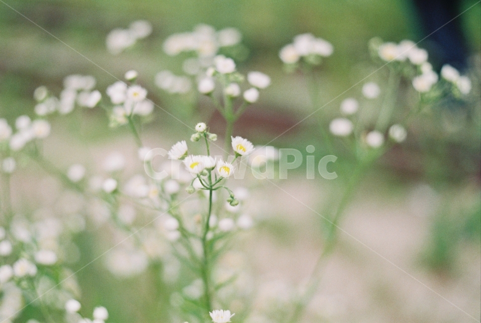 꽃,봄,필름사진,flower,spring,식물,자연,plants,nature,꽃,flower,감성,sensible,feeling