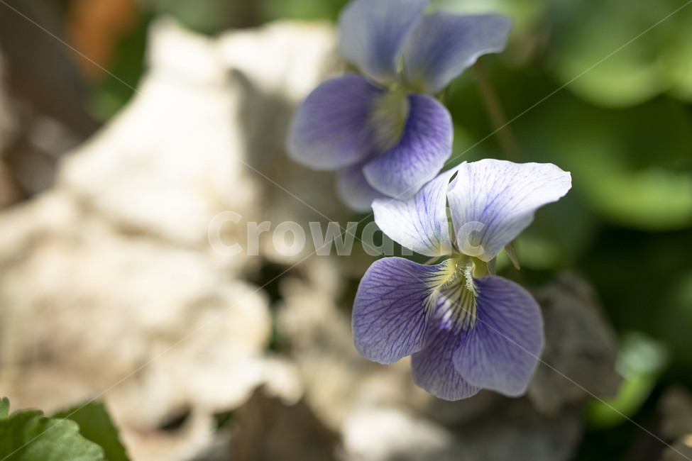 꽃,flower,식물,plant,blossom,봄