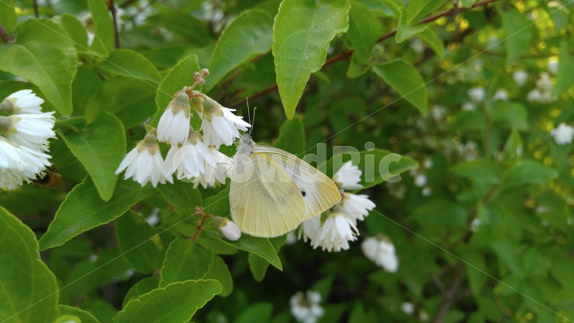만첩빈도리,나비,꽃,흰꽃,흰색,식물,길,녹색,배경,감성,계절,flower,butterfly,whiteflowers,white,flants,green,background,emotional,season