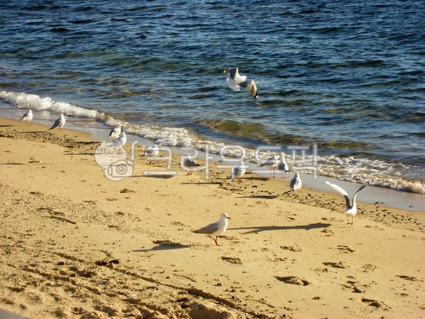 beak,sea,Beach,Coast,fall,bird,Seagull,coastline,nature,many,water,seagull,waterfowl,sand,coast,standing,ocean,outdoors,seaside,background,seashore,shorebird,beach,shoreline,animal,autumn,autumn sea