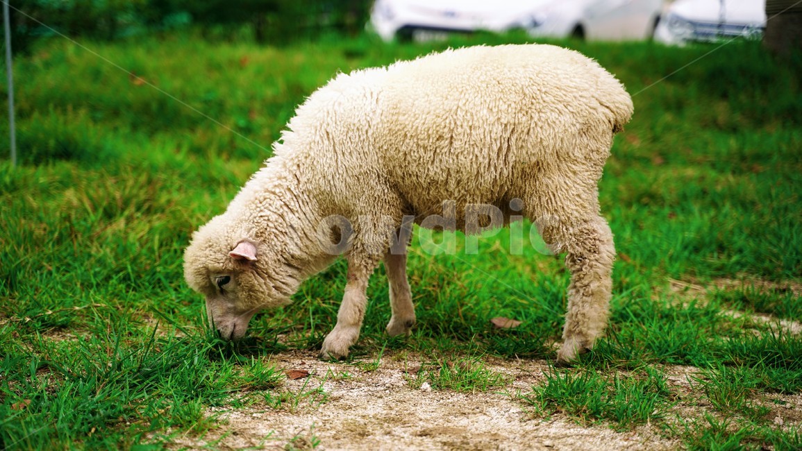 양,sheep,동물,목장,초원,초식동물,초식,동물,animal,포유류,mammal