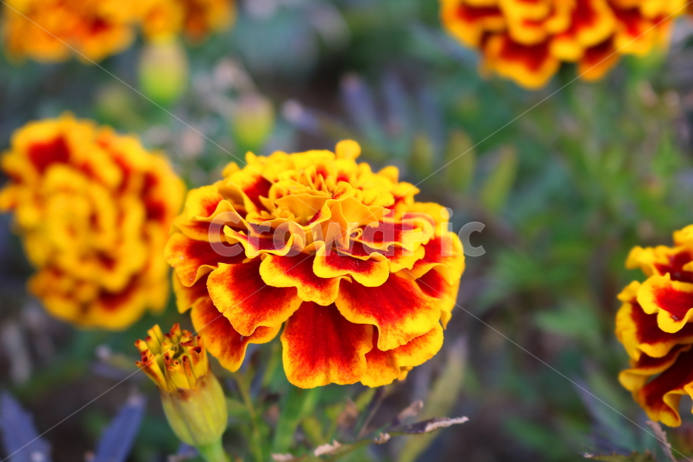메리골드,메리골드꽃,꽃,식물,국화과,관상용,원예,식물,자연,plants,nature,꽃,flower