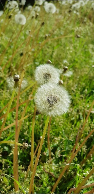 민들레,민들레홀씨,자연,식물,nature,green,white,화이트,초록,식물,자연,plants,nature,꽃,flower