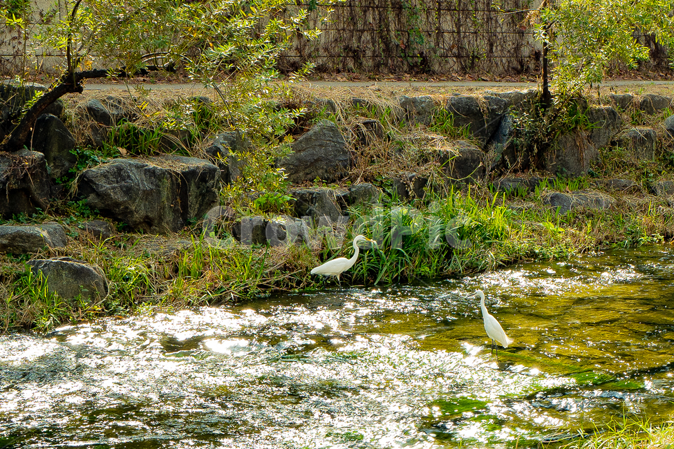 청계천,강,하천,nature,자연,outdoors,옥외,water,새,bird,동물,animal,물,자연,풍경,nature,landscape,동물,animal,조류,새,birds