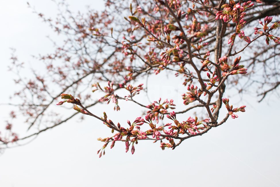 꽃몽우리,꽃봉오리,꽃망울,꽃,벚꽃,벚꽃나무,핑크,pink,flower,spring