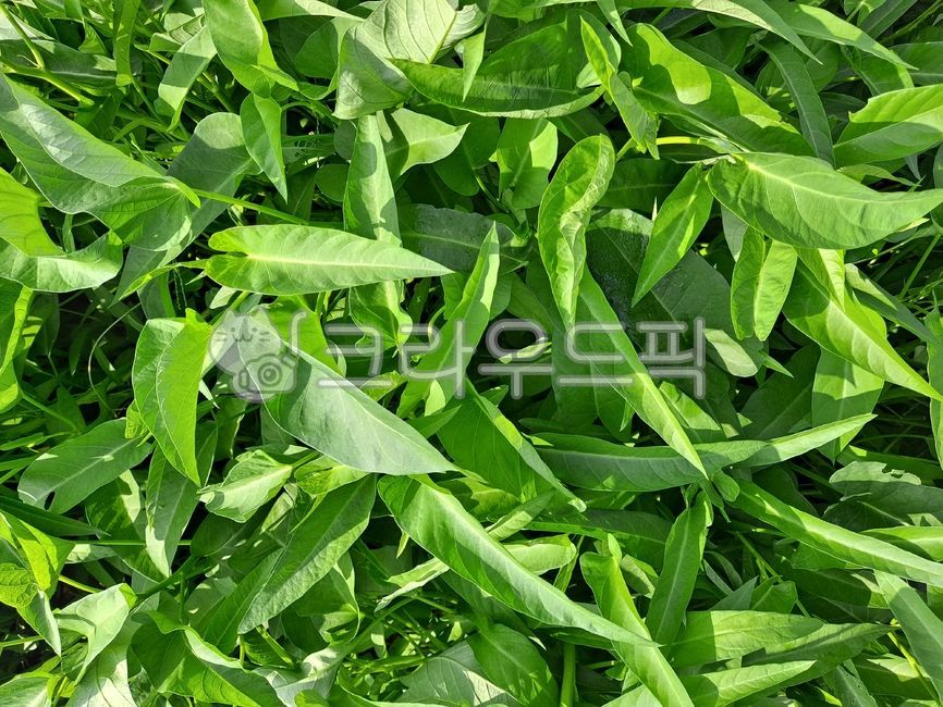 Gongsimchae,plant,Vietnamese Spinach,herbs,Herb