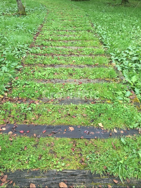 대만,타이완,아리산,기차길,초록,자연,풍경,nature,landscape,ground,바닥,path,통로