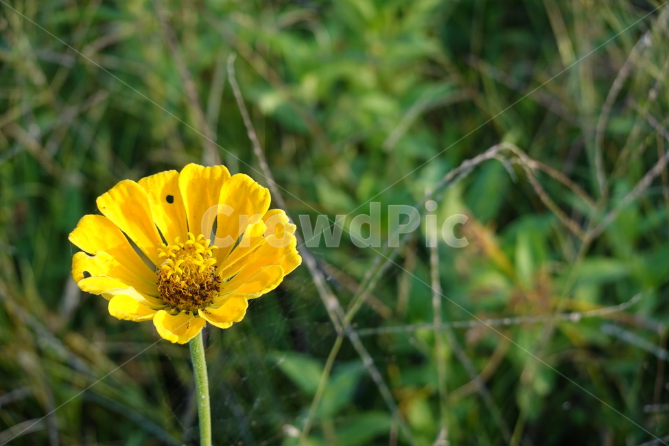 길가,공원,꽃밭,꽃,flower,가을꽃,식물,자연,plants,nature,꽃,flower