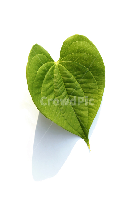 closeup,fresh,green,heart,heartshape,leaf,leaves,natural,nature,plant,sponge gourd,클로즈업,신선한,그린,녹색,하트,하트모양,모양,하트잎,잎,나뭇잎,잎사귀,초록색,자연,식물,수세미잎,흰배경,그림자,식물,자연,plants,nature,누끼,remove background