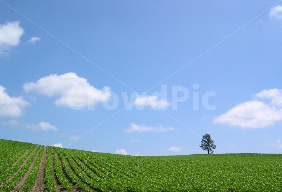 풍경,배경,배경이미지,배경사진,백그라운드,빽그라운드,background,풍경사진,바탕화면,바탕이미지,나무,하늘,구름,자연,밭,작물,농작물,한그루,자연,풍경,nature,landscape,시골,마을,country,rural,town,outdoors,옥외